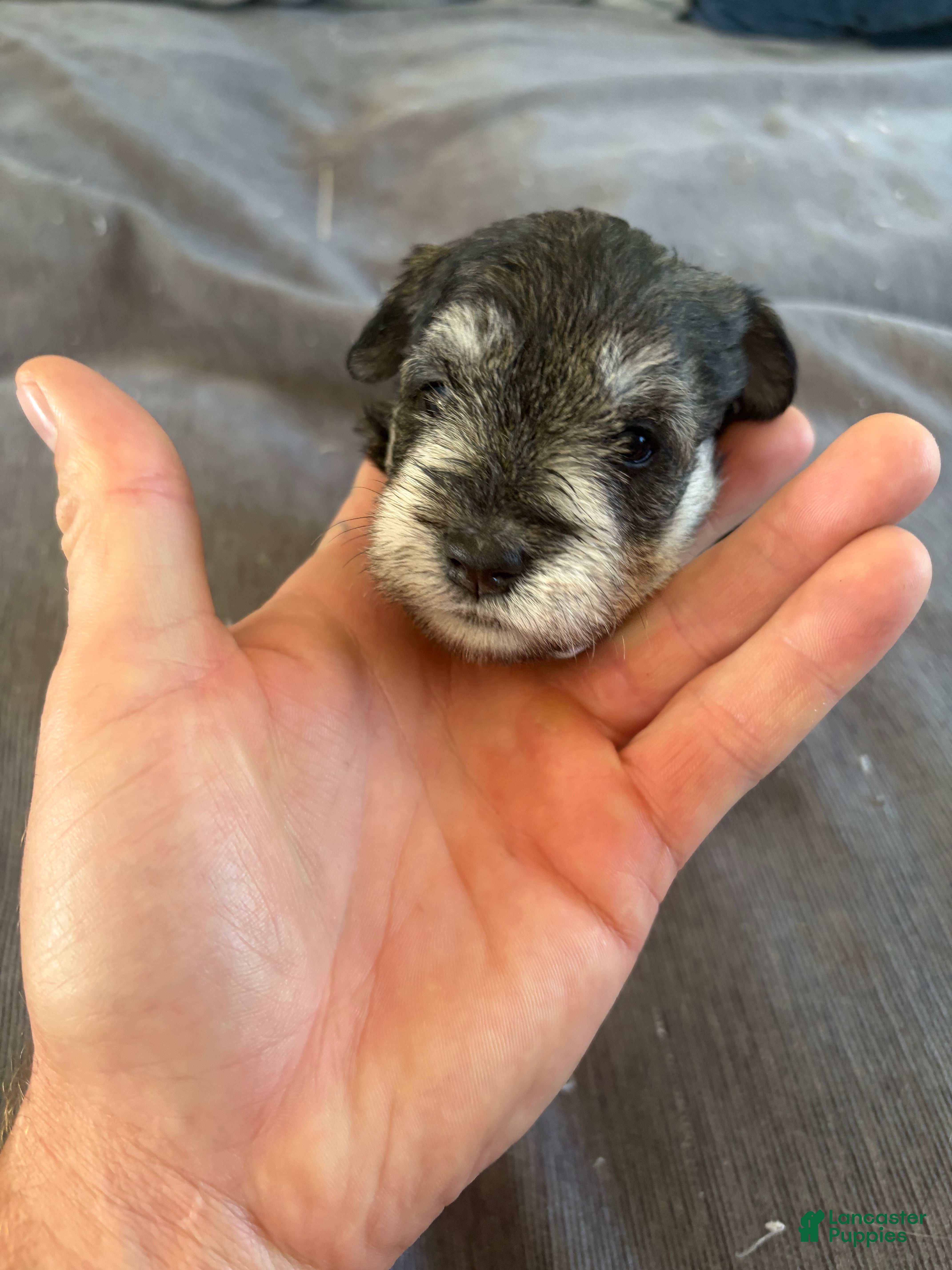 Miniature Schnauzer dogs Miniature Schnauzer 4 - Ad 1