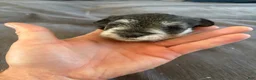 Miniature Schnauzer dogs for sale: Miniature Schnauzer 4 - Ad 1