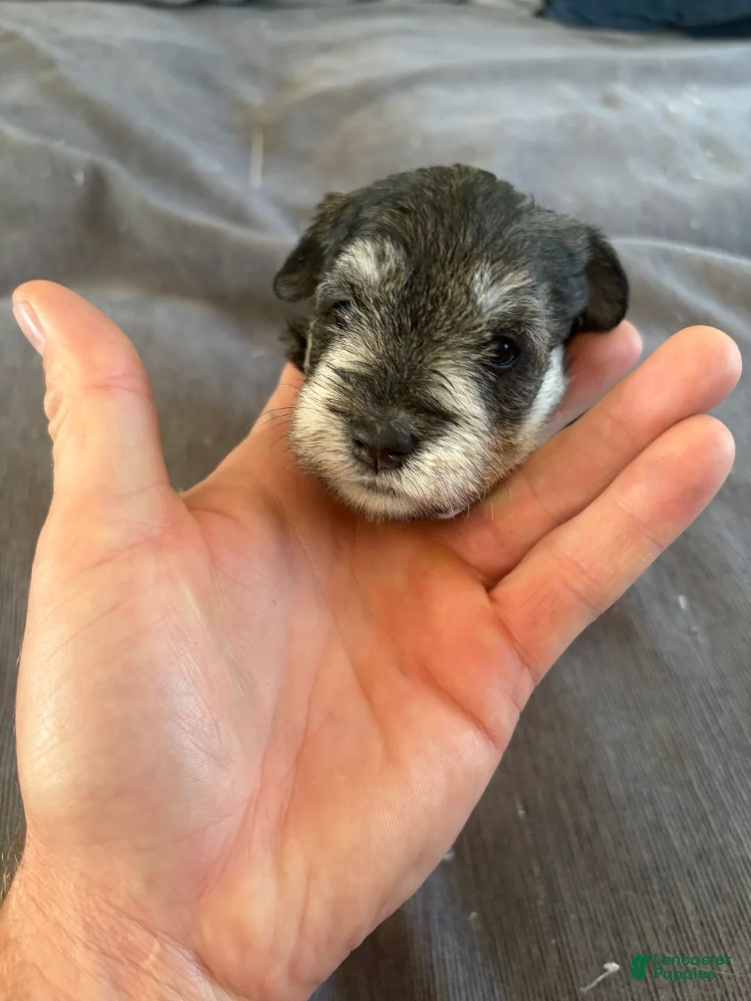 Miniature Schnauzer dogs for sale: Miniature Schnauzer 4 - Ad 1