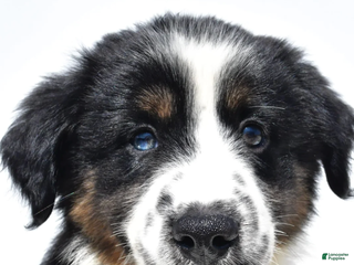 Miniature Australian Shepherd dogs Twinkle - Ad 33