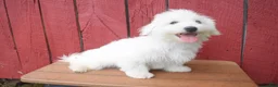 Maltese dogs for sale:  Justin  - Ad 2