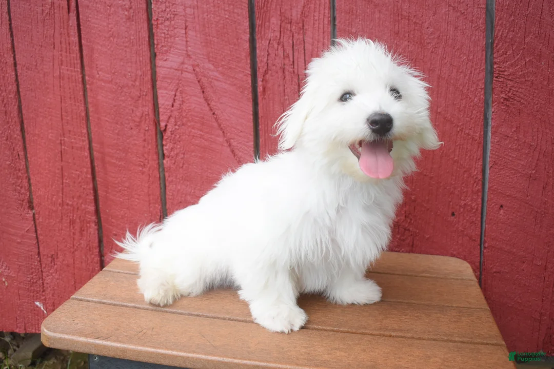 Maltese dogs for sale:  Justin  - Ad 2