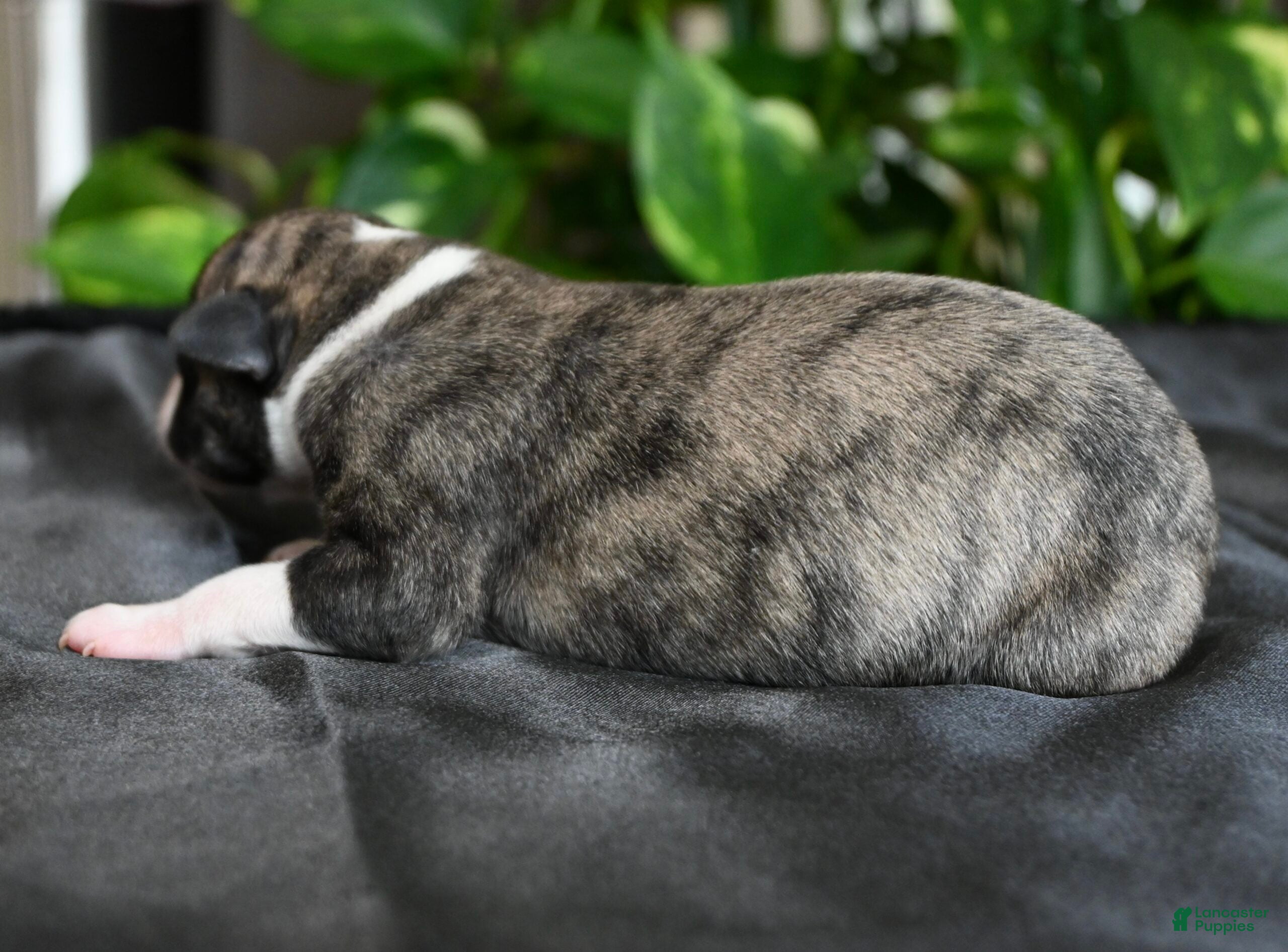 Whippet dogs Girlie - Ad 1