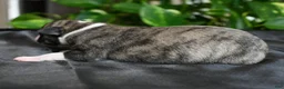 Whippet dogs for sale: Girlie - Ad 1