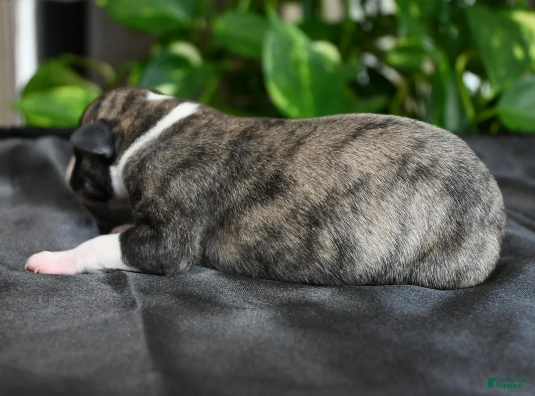 Whippet dogs for sale: Girlie - Ad 1