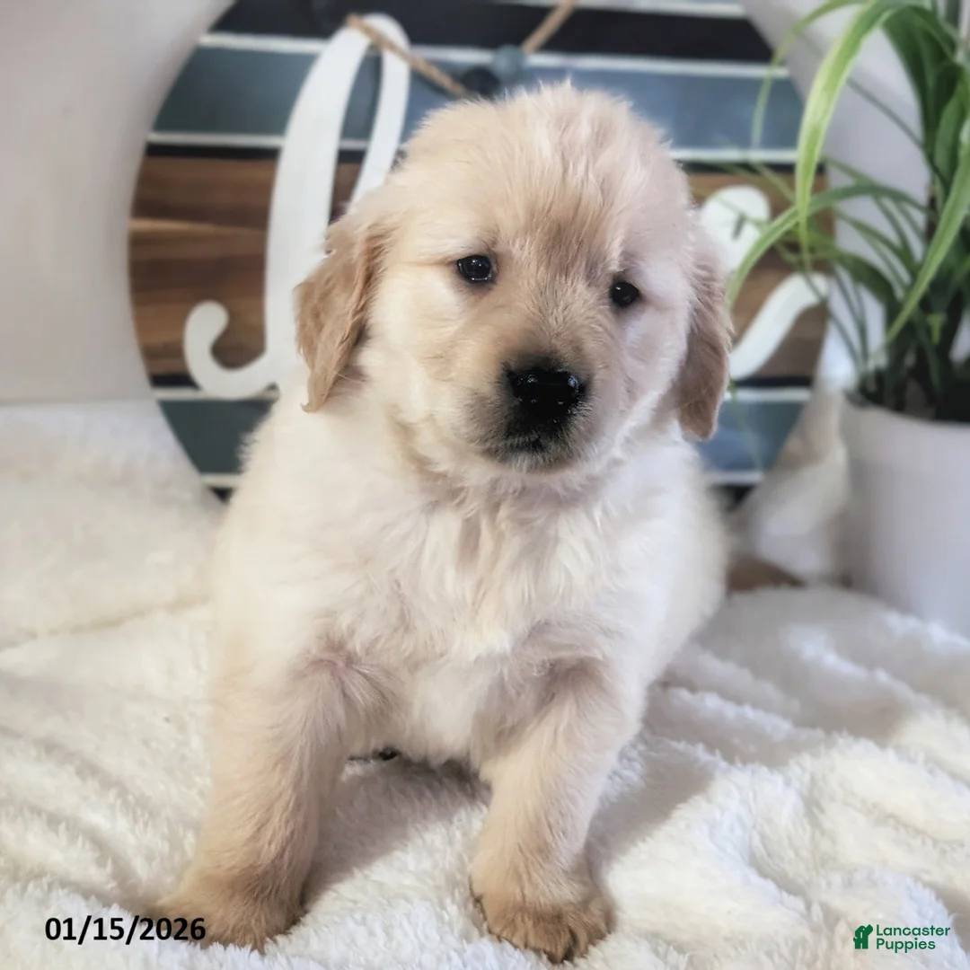 Golden Retriever dogs for sale: Olive  - Ad 2