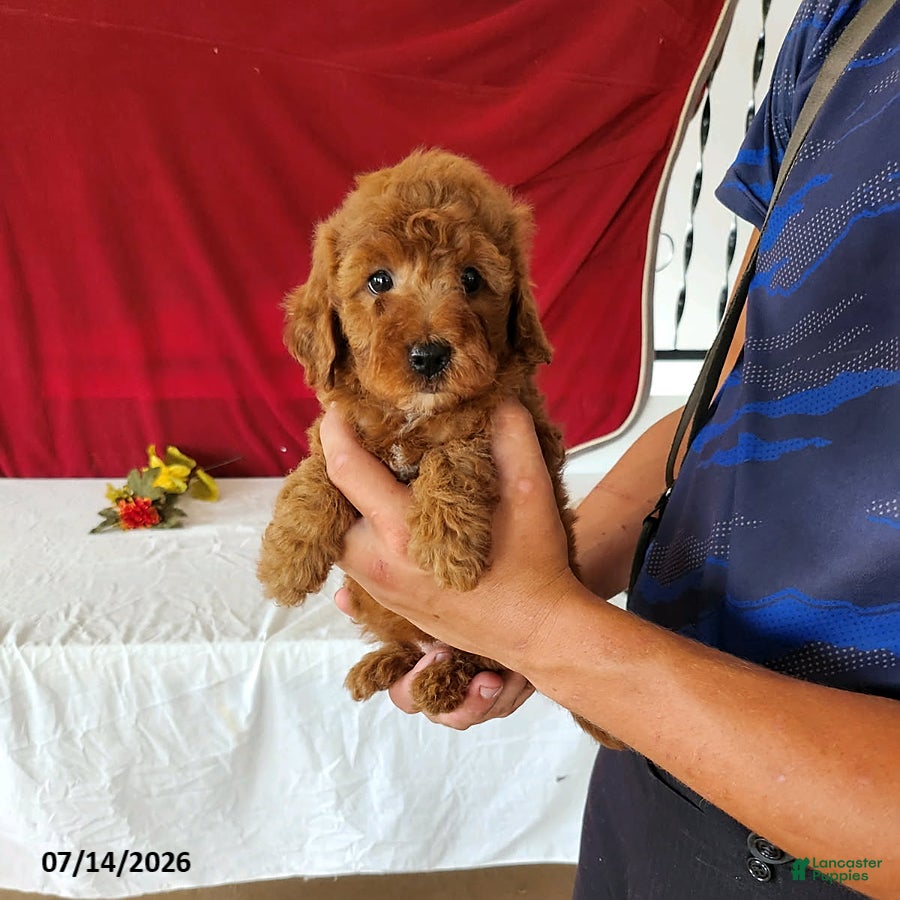 Mini Goldendoodle dogs Reeses - Ad 2