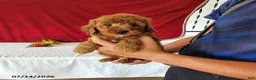 Mini Goldendoodle dogs for sale: Reeses - Ad 2