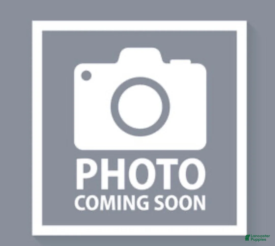 Rottweiler dogs for sale: Rocky - Ad 1