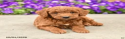 Mini Goldendoodle dogs for sale: Timmy - Ad 4