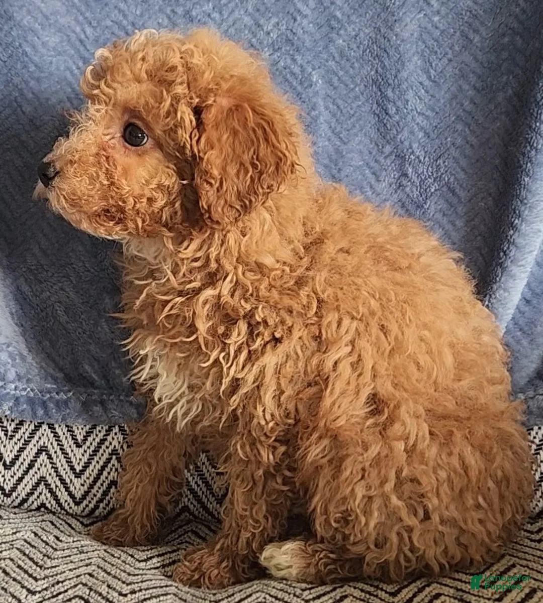 Mixed Breed dogs for sale: Petey - Ad 11