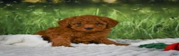 Mini Goldendoodle dogs for sale: Raven - Ad 9