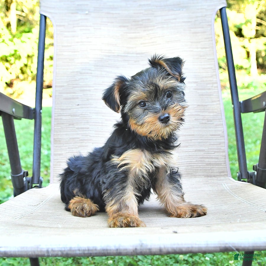 Yorkshire Terrier dogs Daisy - Ad 11