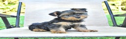 Yorkshire Terrier dogs for sale: Daisy - Ad 1
