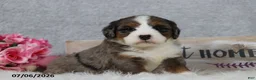 Mini Bernedoodle dogs for sale: Kiana - Ad 6