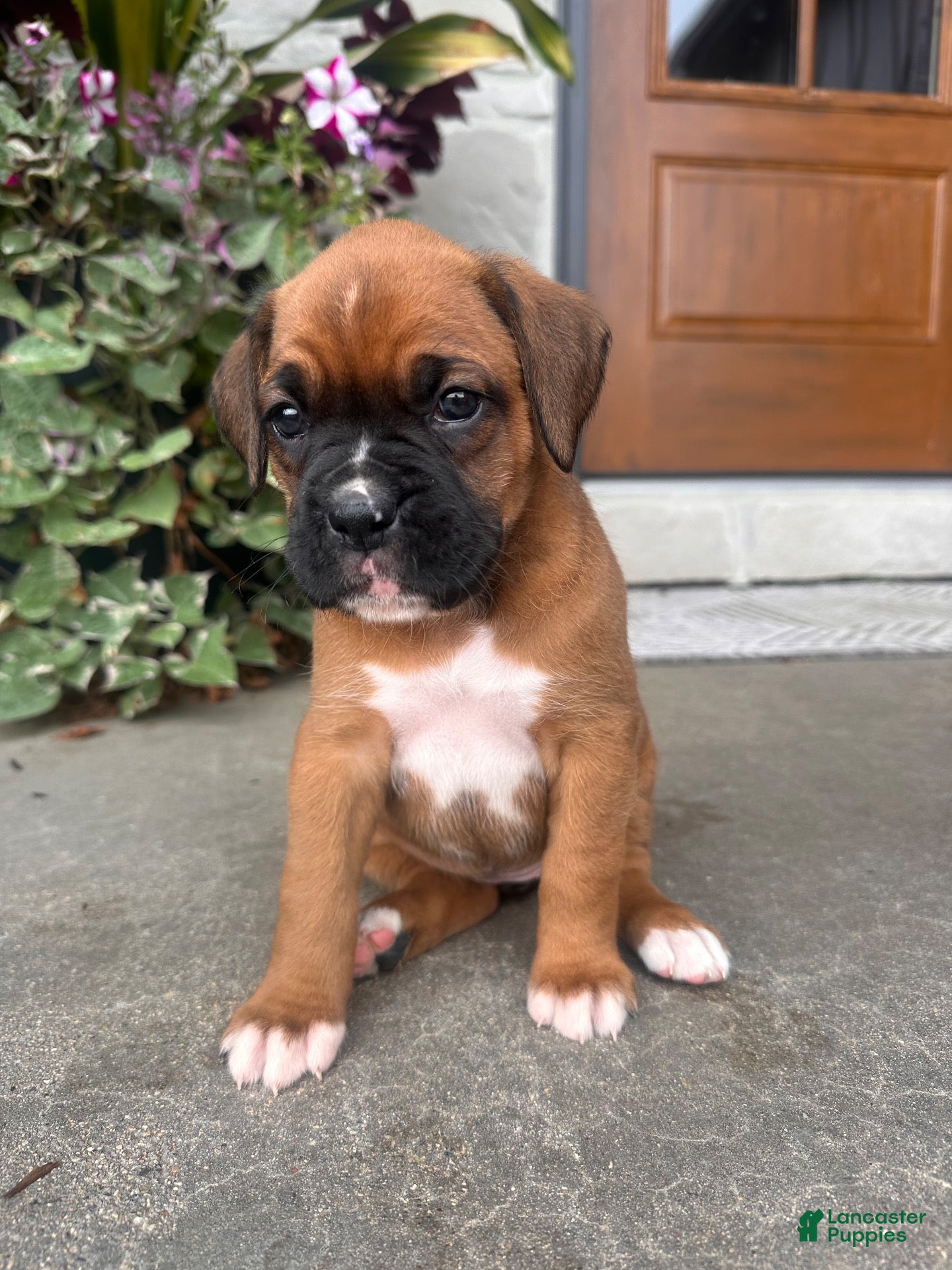 Boxer dogs Feline - Ad 2