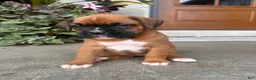 Boxer dogs for sale: Feline - Ad 2