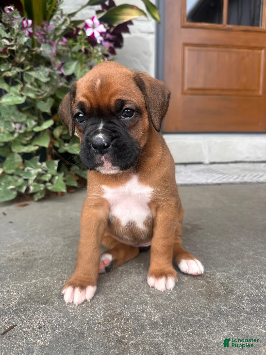 Boxer dogs for sale: Feline - Ad 2