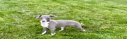 Italian Greyhound dogs for sale: Gina  - Ad 5
