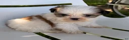 Mixed Breed dogs for sale: Theo - Ad 4