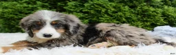 Bernedoodle dogs for sale: Zach - Ad 1