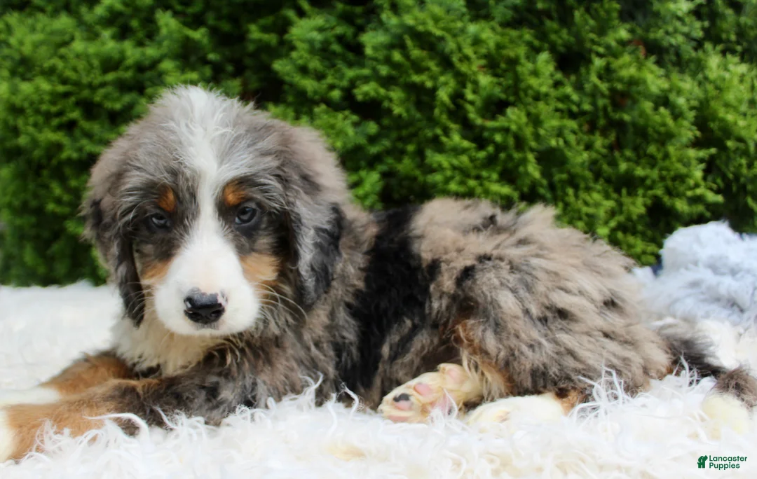 Bernedoodle dogs for sale: Zach - Ad 1