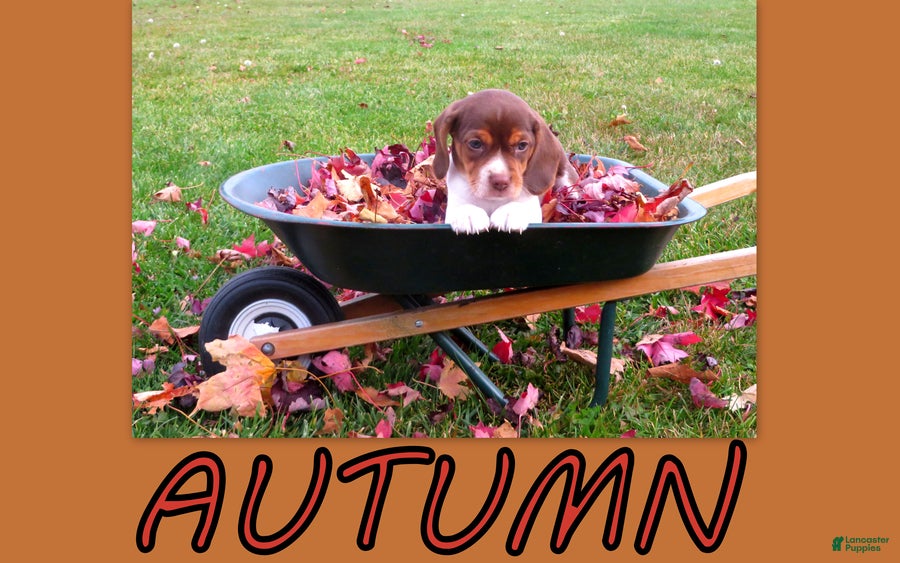Beagle dogs for sale: Autumn - Ad 1