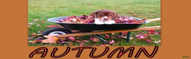 Autumn