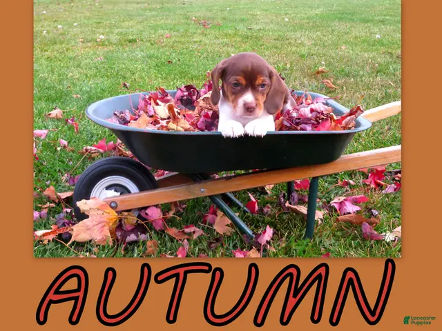 Beagle dogs for sale: Autumn - Ad 1