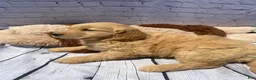 Golden Retriever dogs for sale: Goldy - Ad 2