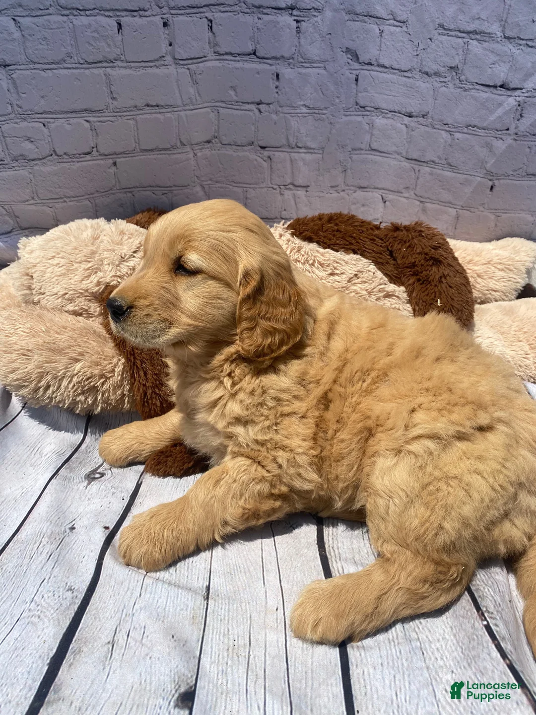 Golden Retriever dogs for sale: Goldy - Ad 2