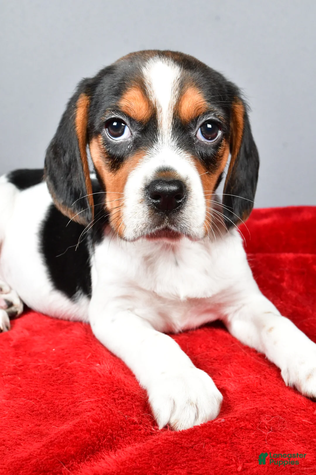 Beagle dogs for sale: Peggy - Ad 3