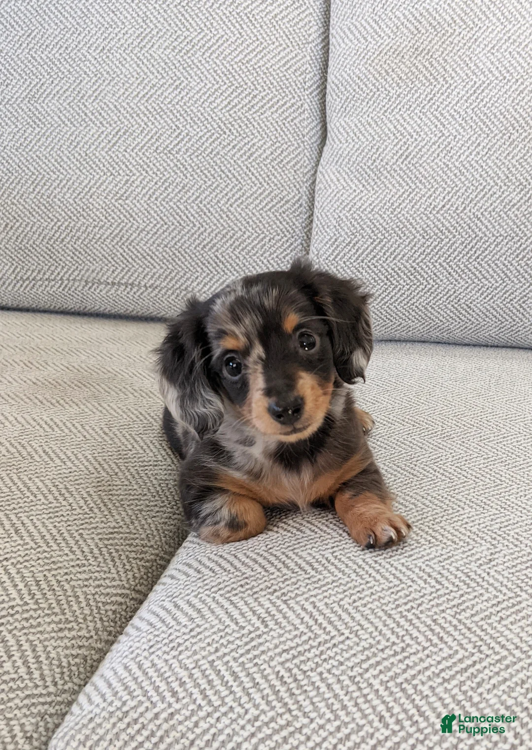 Miniature Dachshund dogs for sale: Pixie  - Ad 1