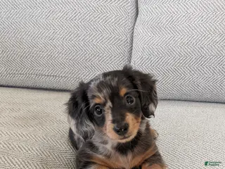 Miniature Dachshund dogs for sale: Pixie - Ad 1