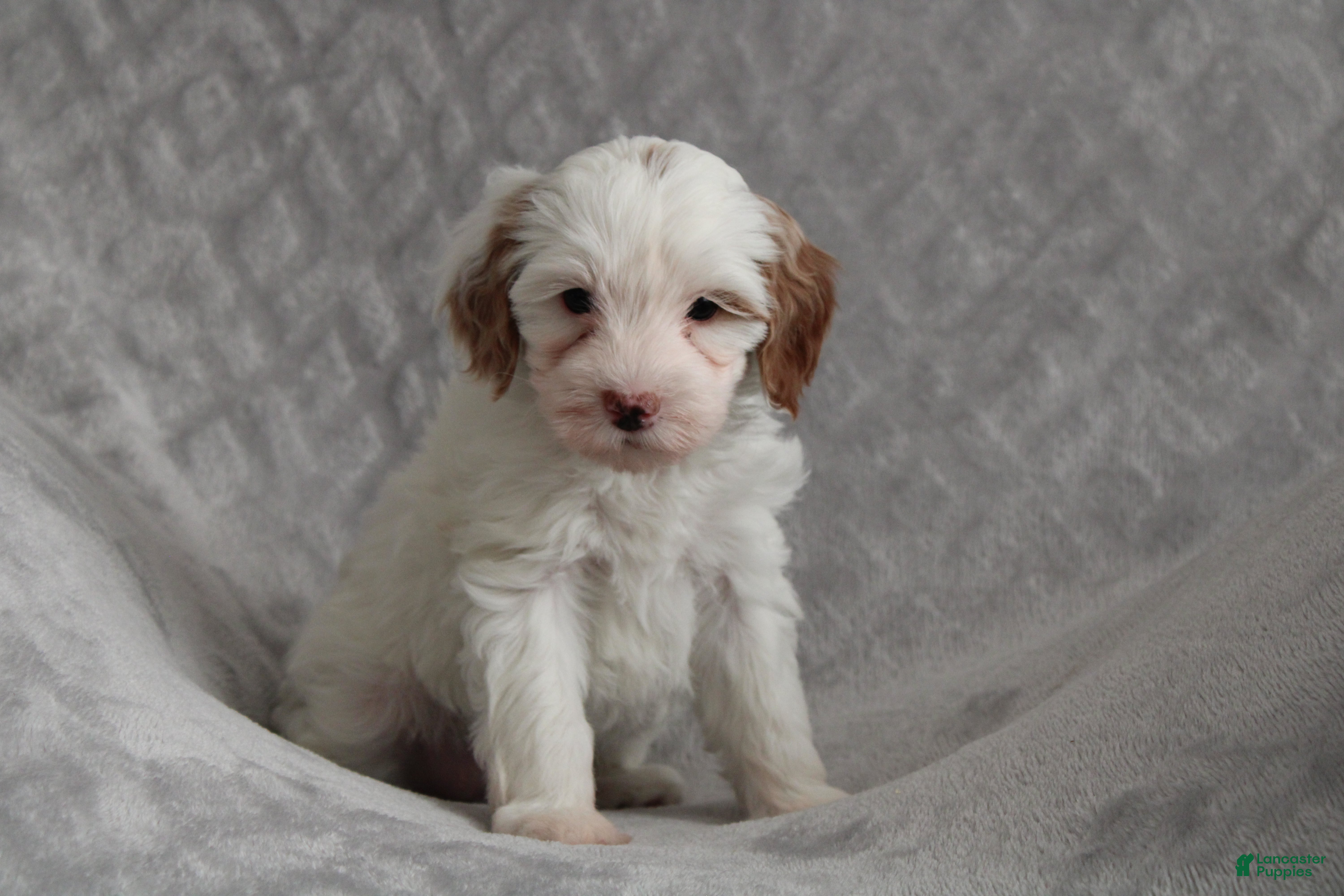 Cavapoo dogs Pebbles - Ad 13