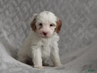 Cavapoo dogs Pebbles - Ad 13