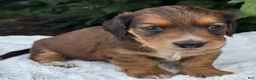 Miniature Dachshund dogs for sale: Nash - Ad 3