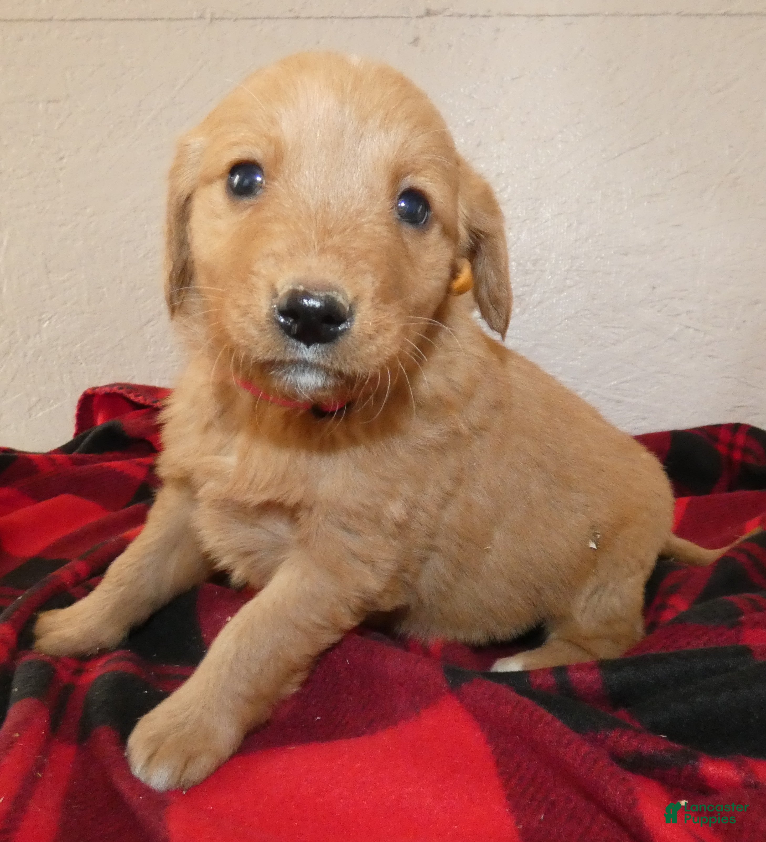 Mini Goldendoodle dogs Mini Goldendoodle Puppy 6 Rosie - Ad 39