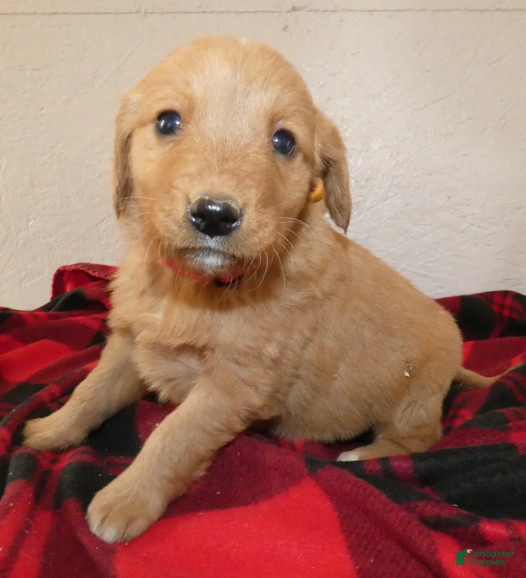 Mini Goldendoodle dogs for sale: Mini Goldendoodle Puppy 6 Rosie - Ad 1
