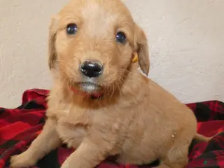 Mini Goldendoodle dogs Mini Goldendoodle Puppy 6 Rosie - Ad 39