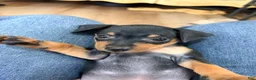 Miniature Pinscher dogs for sale: Lucky - Ad 11