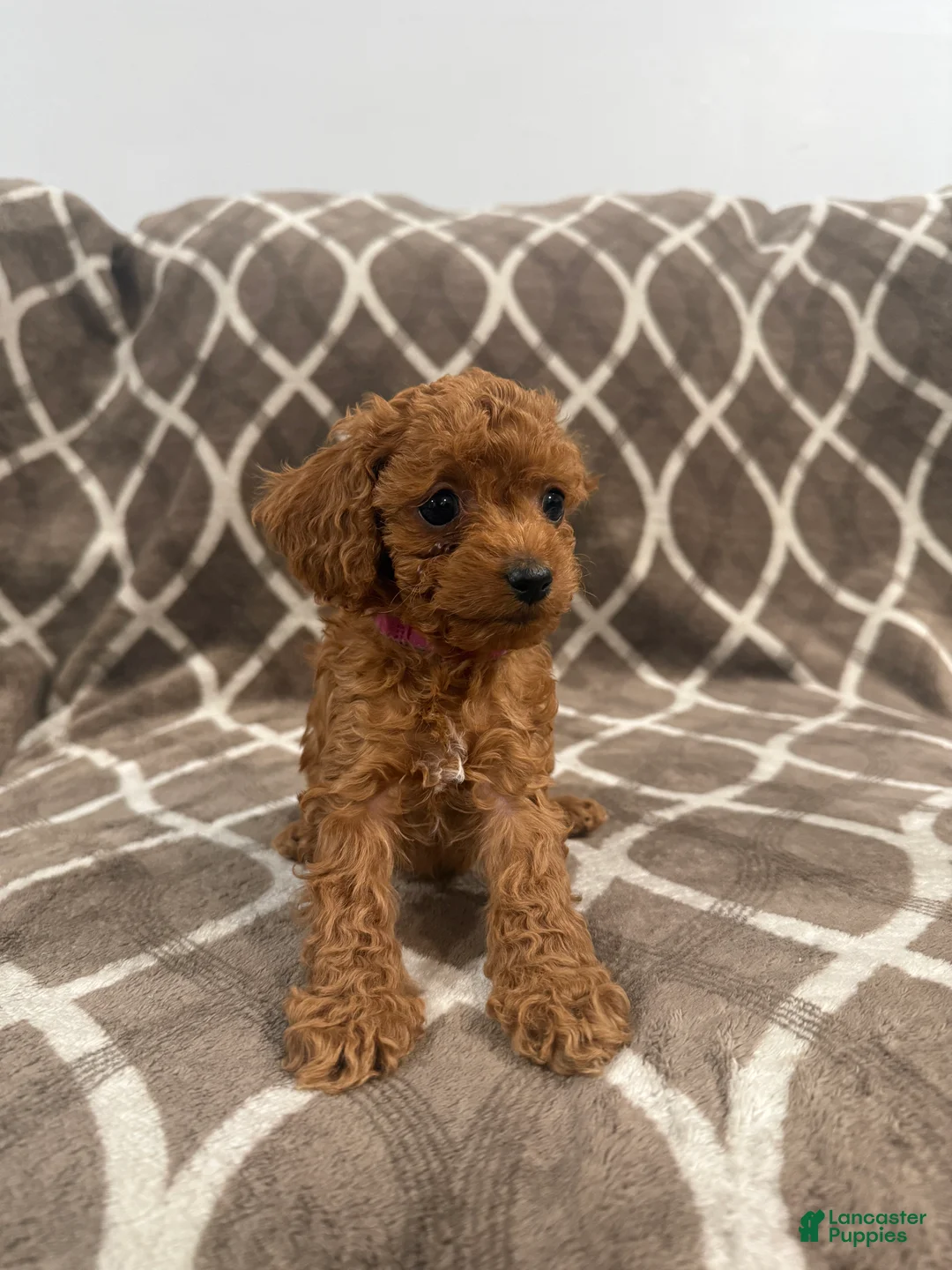 Cockapoo dogs for sale: Riley - Ad 2