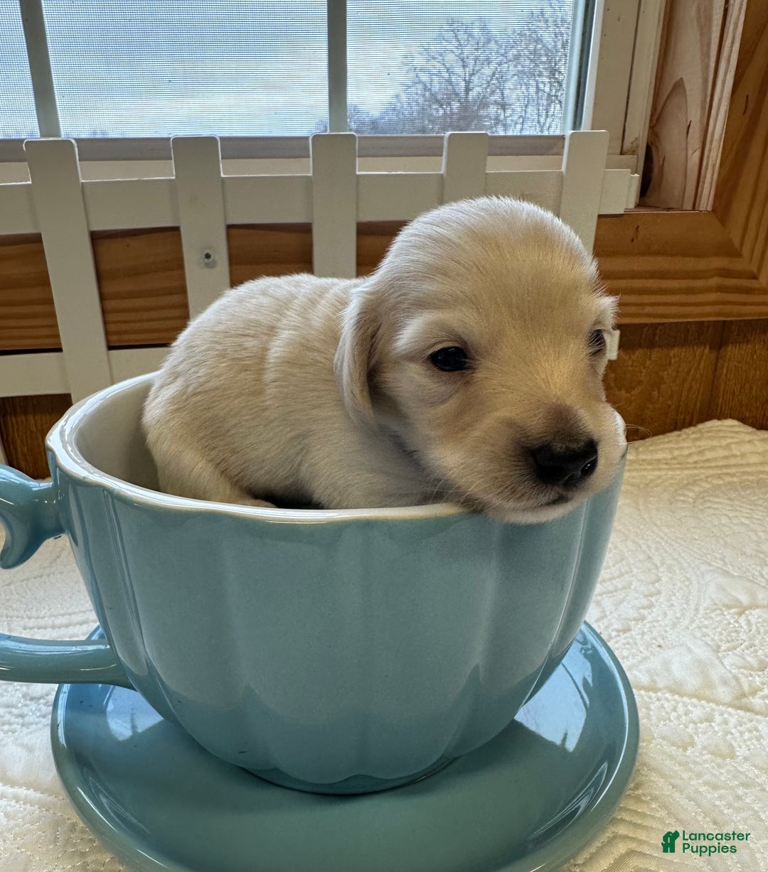 Miniature Dachshund dogs for sale: Levi - Ad 8