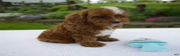 Cavapoo dogs for sale: Ian - Ad 4
