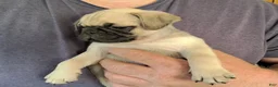 Pug dogs for sale: Logan - Ad 4