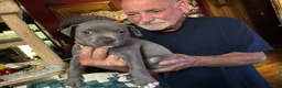 American Pit Bull Terrier dogs for sale: Sage - Ad 5