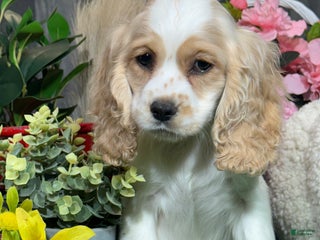 Cocker Spaniel dogs - Ad 41