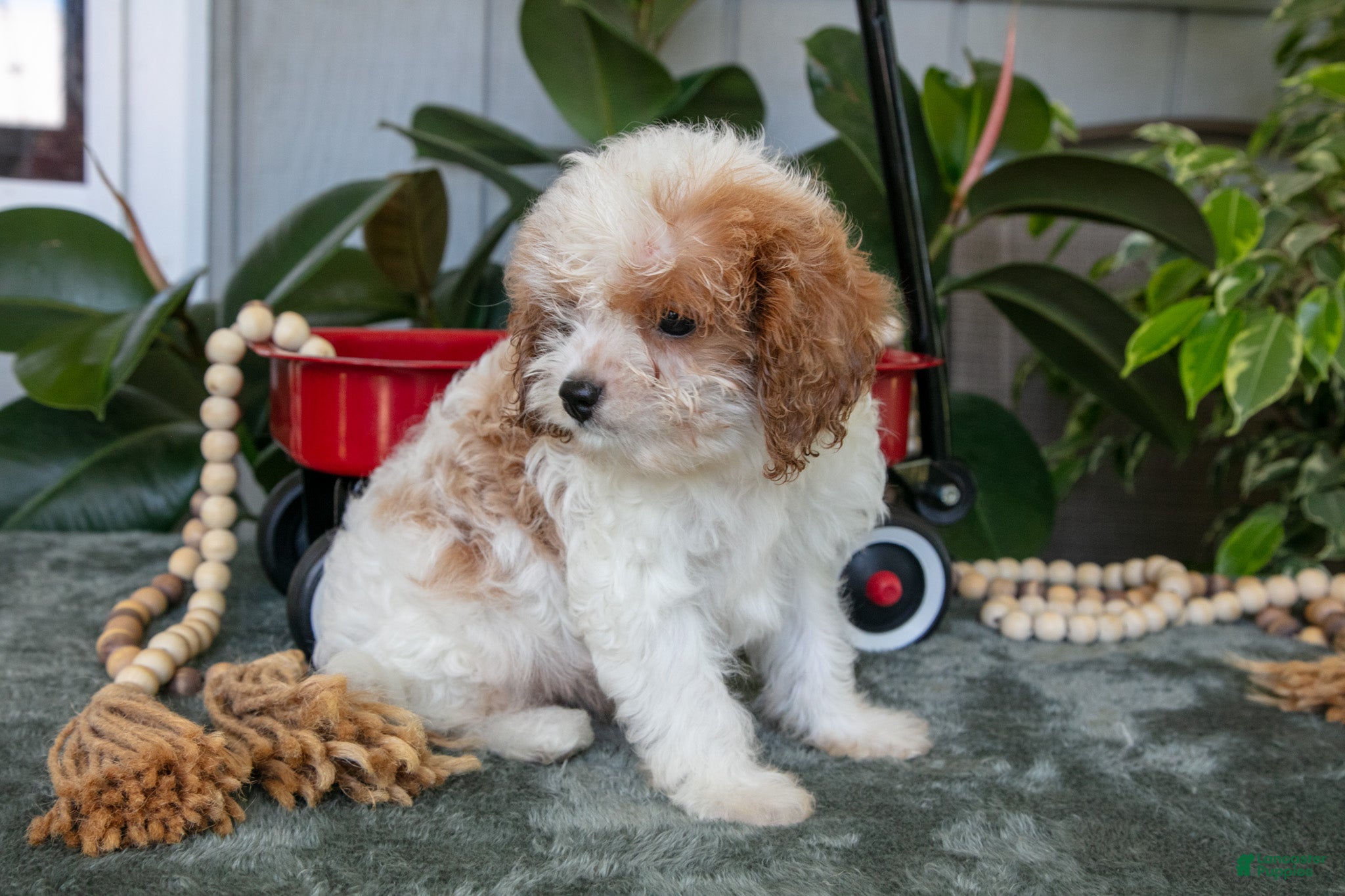 Cavapoo dogs Frisky - Ad 2