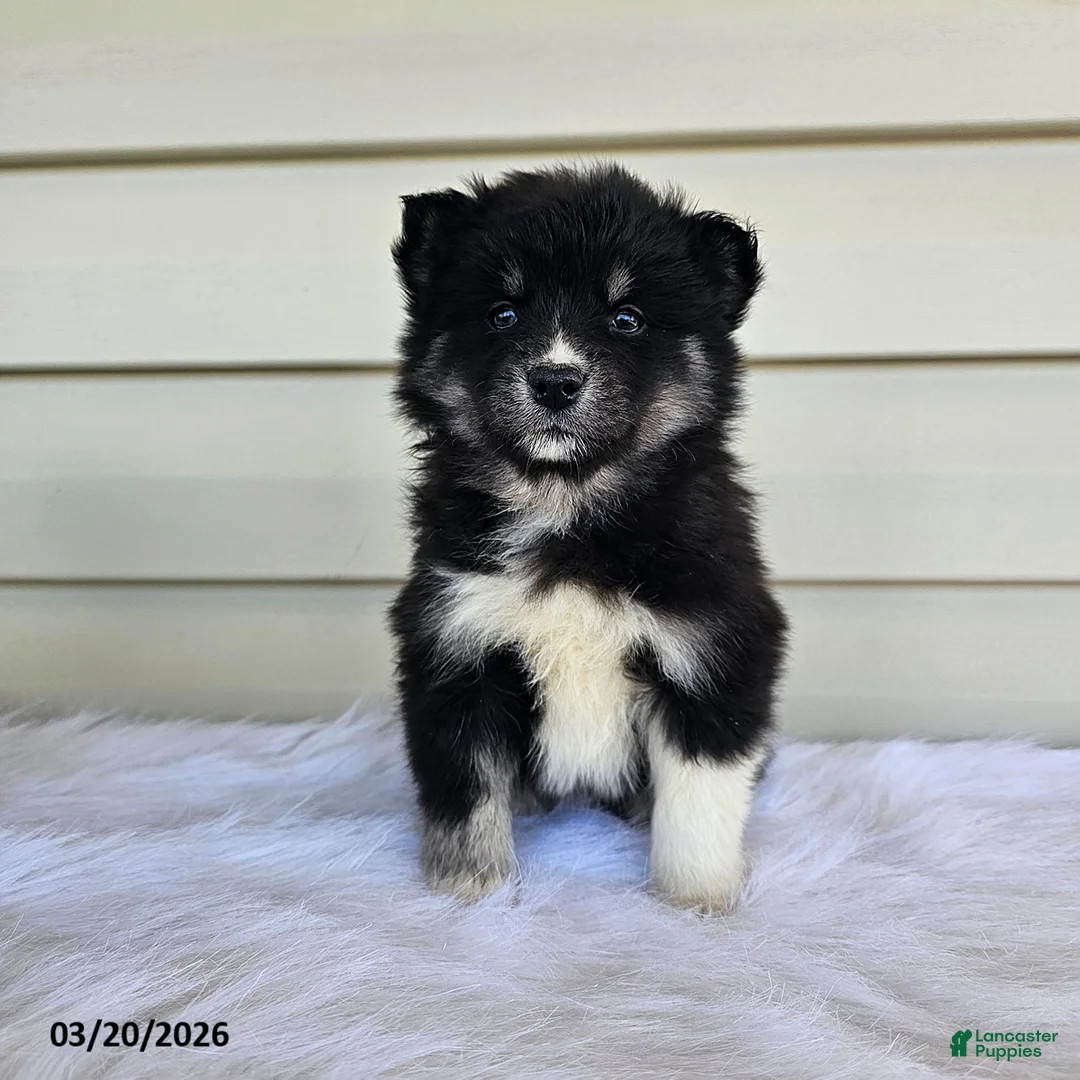 Pomsky dogs for sale: Lily - Ad 2