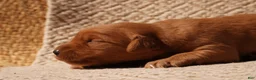 Golden Retriever dogs for sale: Daisy -AKC, Genetically Clear - Ad 66